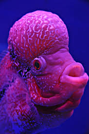 Maybe you would like to learn more about one of these? 100 Gambar Ikan Hias Mas Hiu Koi Paus Lele Dll