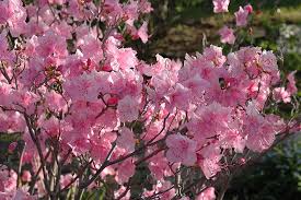 Cornell Pink Rhododendron Rhododendron Mucronulatum Cornell Pink At Skillins Greenhouse Rhododendron Plants Nature Inspiration