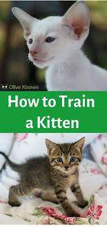 How To Train A Kitten Oliveknows Training A Kitten Kitten Care Cats And Kittens