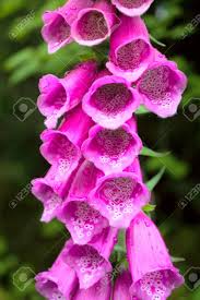 Purple flowers in washington state. Pink Foxglove Digitalis Flowers Grow Wild In Washington State Stock Photo Picture And Royalty Free Image Image 10002914