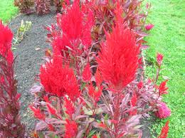 Pin On Gardening