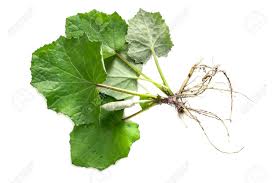 Jan 02, 2021 · coltsfoot another member of the daisy family, this plant has bright yellow flowers that bloom early in the spring before any leaves are even present. Medicinal Plant Coltsfoot Tussilago Farfara The Leaves And Roots On A White Background Stock Photo Picture And Royalty Free Image Image 57450837