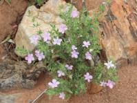 Image result for Barleria lugardii