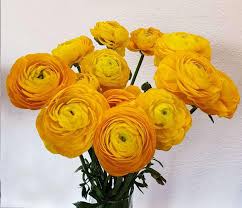 Wholesale floral offers a braod selection of flower preservation spray's to prolong the life of your flowers.visit our site to save on floral preservation floral preservatives are essential in extending the life of your fresh flowers. Fair Trade Floral