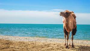 Ecommerce is now dominating retail. What Do Camels Eat The Camels Diet In A Nutshell