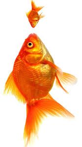 Chasingrainbowsforever Goldfish Orange Color Color