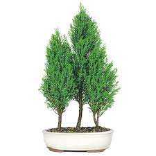 Great savings free delivery / collection on many items. Bald Cypress Grove Care