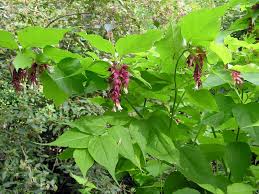 Image result for Hyparrhenia formosa