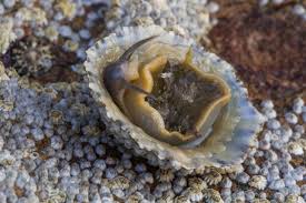 Da come avrete letto in alto, questo post lo dedico ai molluschi, nome che vuol dire animali a corpo molle. Molluschi E Frutti Di Mare Classifica Dei 15 Piu Buoni Agrodolce