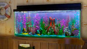 I suggest you people should not buy from sites that use stock images (amazon). Toy Story Fish Tank Cheap Online