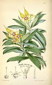 Image result for Strophanthus speciosus