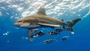 (this etymology is missing or incomplete. Poblaciones De Tiburones Y Rayas Han Caido Un 70 Y Podrian Extinguirse My Blog
