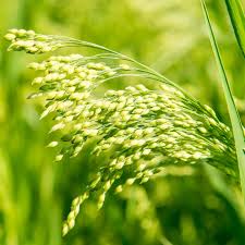 Image result for Panicum miliaceum