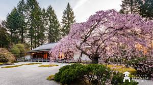 Maybe you would like to learn more about one of these? Spring Themed Zoom Background Portland Japanese Garden