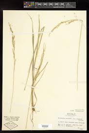 Image result for Eriochloa macclounii