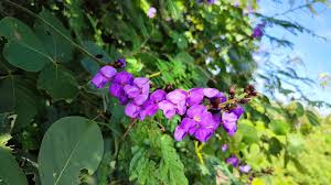 Image result for Macropsychanthus