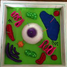 Making an animal cell model is fun and interesting, in which you get to learn the various types of cell organelles, their shapes, and functions. 20 Plant Cell Model Ideas Your Students Find Them Interesting Plant Cell Project Cells Project Plant Cell Model