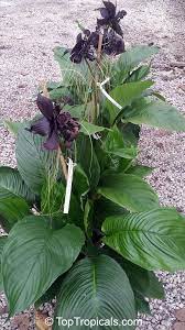 Pin On Gardening