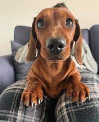 Pin By Kent Forrest On Hot Dog Dogs Red Dachshund Dachshund Puppy Miniature Baby Dachshund