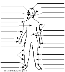 Identify the key landmarks in the midline of the neck atlas of human anatomy by netter. Label Human Body Printout Enchantedlearning Com