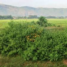 Daun insulin mengandung berbagai senyawa yang baik untuk tubuh. Manfaat Daun Insulin Daun Insulin Teh Daun Insulin Facebook