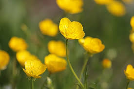Maybe you would like to learn more about one of these? The Most Common Garden Weeds In The Uk