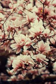 Pin By Iyan Sofyan On Flowers Magnolia Flower Magnolia Wallpaper Flower Branch