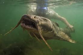 Arapaima is the biggest freshwater fish in south america and one of largest freshwater fish in the world. The Freshwater Giants Are Dying The New York Times
