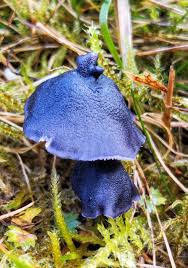 Image result for Chlorophytum stolzii