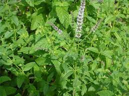 How To Make Peppermint Extract From Leaves Ehow Peppermint Plants Pineapple Mint Peppermint Tea