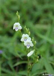 Image result for Asystasia guttata