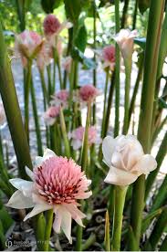 Image result for Etlingera elatior