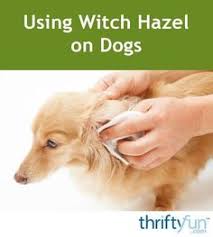 Witch Hazel Can Be Used To Treat Your Dog S Itchy Skin Or Paws This Is A Guide About Using Witch Hazel On Dogs Skinremediesfor Dog Skin Witch Hazel Shih Tzu