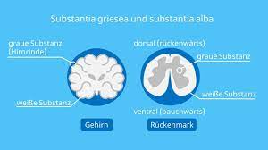 Zentrales Nervensystem Aufbau Und Erkrankungen Mit Video Mit Video