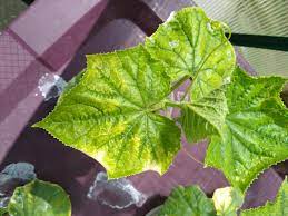 It's a sign there is something wrong with your plants. Cucumber Leaves Turning Yellow Any Advise Hydroponics