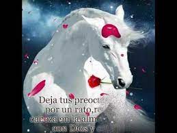 Gifs Kete Buenas Noches Amor Quotes Animals Youtube