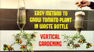 We did not find results for: Easy Way To Grow Tomato Plant In Plastic Hanging Bottle Vertical Gardening Youtube