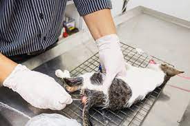 Oder der darm ist so stark geschädigt, dass man mitten in der op übers einschläfern nachdenken muss. Verstopfung Bei Katzen Symptome Auf Tierischehelden De