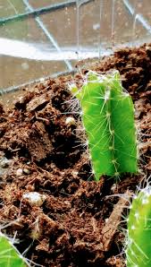 Shop with confidence on ebay! Picked Up Pieces From A Destroyed Dog Tail Cactus Last Week Today We Have An Arm Proplifting