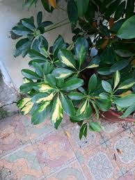 Image result for Ochna macrocalyx