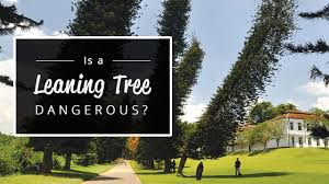 One of the unique characteristics of the trees is that they if the tree is very large and you are looking to remove more branches, i suggest you get some quotes from local. Is A Leaning Tree Dangerous Should I Remove It Go Tree Quotes