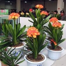 Clivia Plant House Plant Plants Indoor Flowers House Plants Indoor