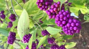 We did not find results for: Garden Q A Florida Natives Make Good Additions To Any Landscape