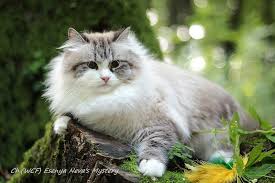 My cat has white feet so probably has some birman. Cattery Of Siberian And Neva Masquerade Cats Koenig Glance