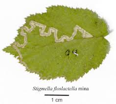 Image result for Stigmella floslactella