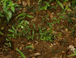 Image result for Seddera