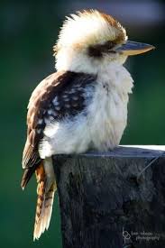Bird That Sounds Like A Monkey Australia Kookaburra By Noreen Australian Birds Australian Animals Beautiful Birds