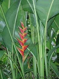 Pin On Heliconia Collection