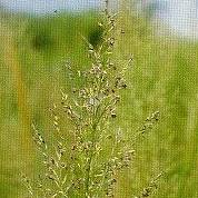 Image result for Acroceras macrum