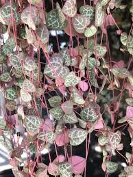 Rooting chain of hearts in water is super easy. Pin On Favorite Plants